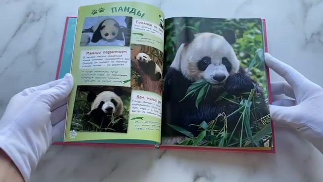 Самые милые животные. Большая энциклопедия для маленьких смотреть онлайн
