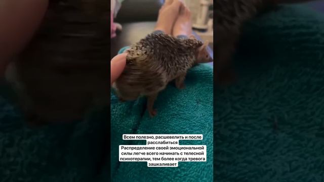 Телесная терапия и ежам полезна