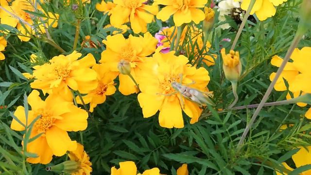 Цикаты смотреть онлайн