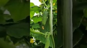 Огурец Атос F1