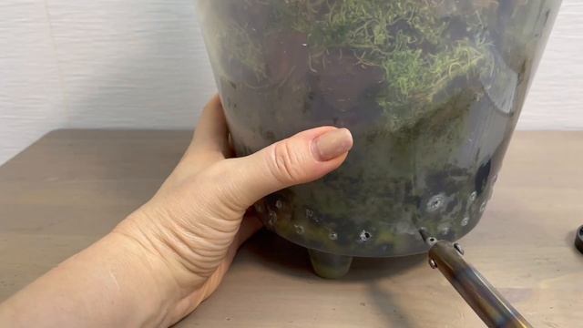 # 102 Как сделать дополнительную аэрацию корням орхидеи в старой посадке смотреть онлайн