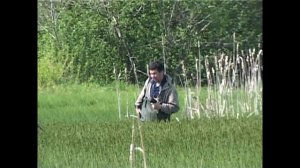 Ловля линя на заросшем водоеме.