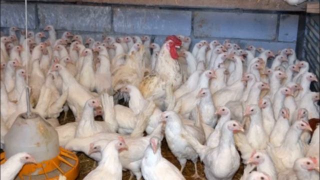 Куры породы ломан браун особенности содержания, разведения и ухода смотреть онлайн