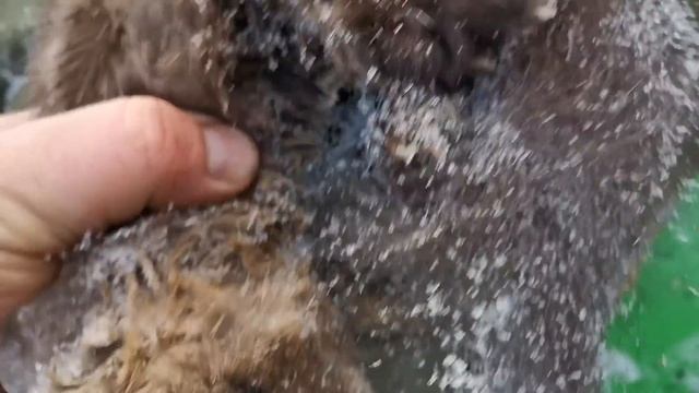 Промысел соболя в тайге Сибири. Будни охотника. сезон 2023 смотреть онлайн