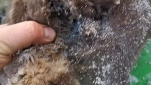 Промысел соболя в тайге Сибири. Будни охотника. сезон 2023