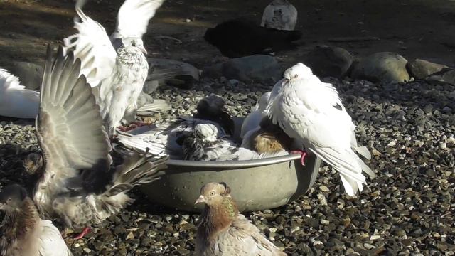 Голуби из Грузии в Астрахани от Гочи! 11 06 20г смотреть онлайн