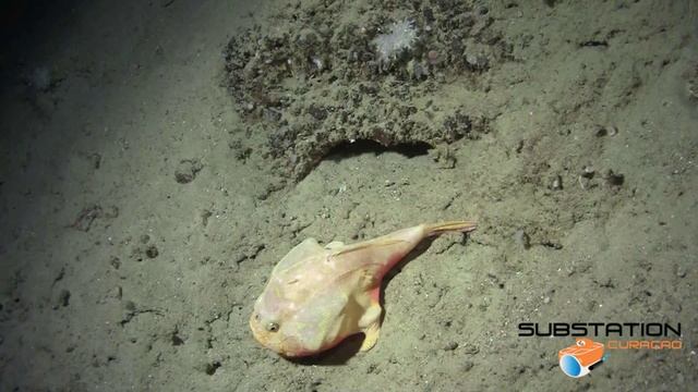 Chaunax Pictus смотреть онлайн