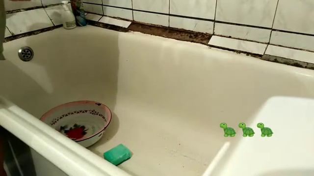 Мытьё красноухих черепашек. 🐢🐢🐢🐢🐢Влог.. :черепашки. смотреть онлайн
