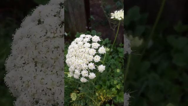 Морковь цветёт... смотреть онлайн