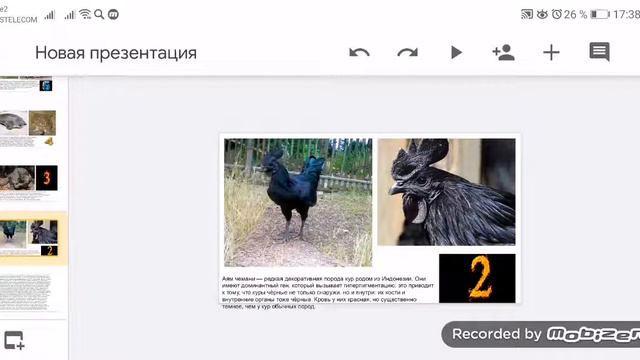 Топ 10 самых необычных животных. смотреть онлайн