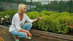 Туи Глобоза Аурея и Рейнголд