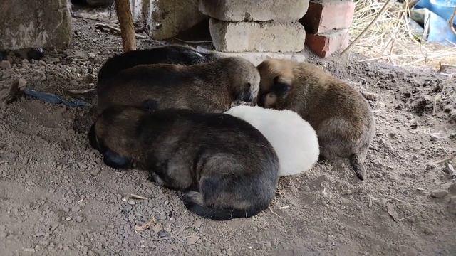 Рост и развитие млекопитающих. День девятнадцатый.