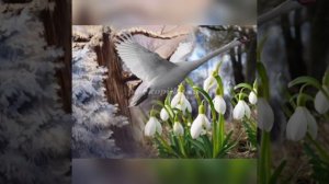 как весна зиму поборола