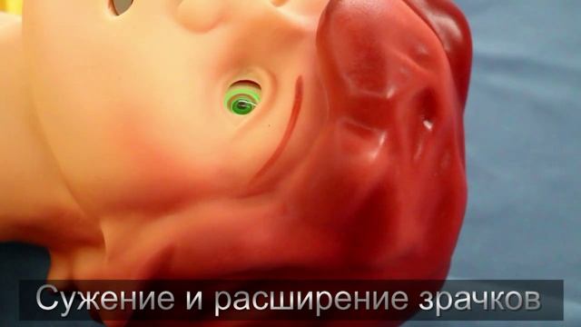 Сужение и расширение зрачков смотреть онлайн