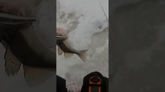 рыбалка на судака на реке Кама#кама#судак#рыбалка смотреть онлайн