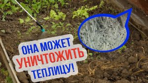 Плесень в теплице на земле - что нужно знать! Как избавиться от плесени в теплице?