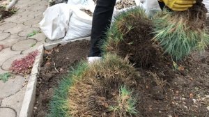 Гвоздика садовая. Привожу в порядок гвоздику( перистая, альпийская, сизая)