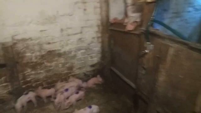 Меняется ли характер у свиноматки???Нам три дня, пора ставить железо. смотреть онлайн