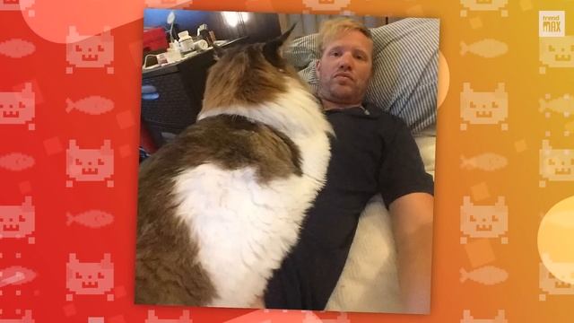 THE BIGGEST MAINE COON CATS смотреть онлайн