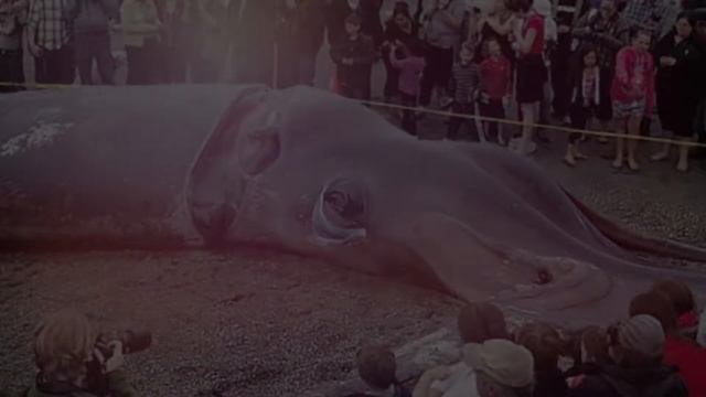 Кракен — миф или реальность смотреть онлайн