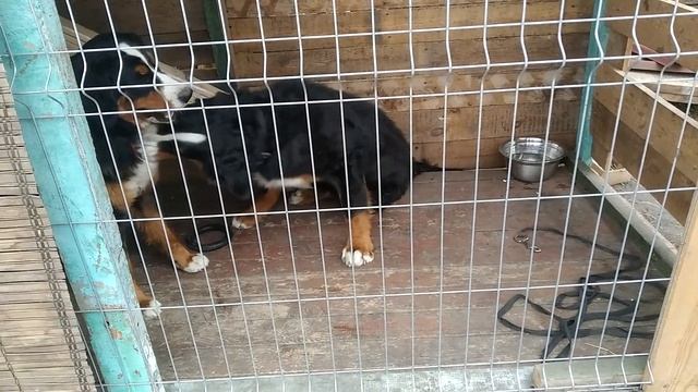 ЗЛОЙ БЕРН... Бернский зенненхунд смотреть онлайн