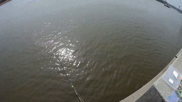 СУДАК НА КАЖДОЙ ПРОВОДКЕ!!! ГОРОДСКАЯ ЛОВЛЯ СУДАКА НА СПИНИНГ! Рыбалка на набережной р.Дон!