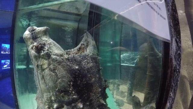 Грифовая черепаха ловит рыбу на червя.Аквариум. Алушта. Крым 2016. Россия. смотреть онлайн