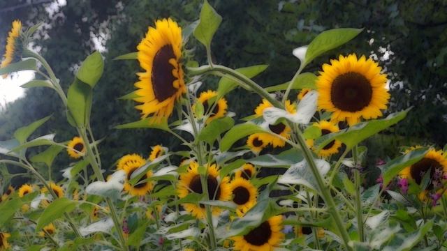 Подсолнуxи смотреть онлайн