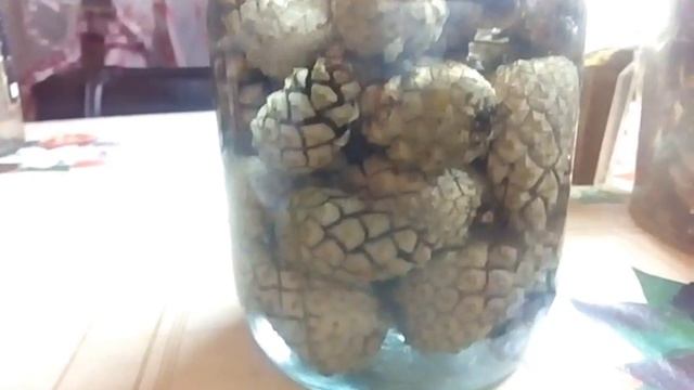 настойка сосновых шишек