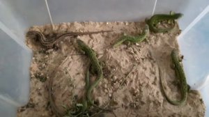 Кормлю прытких ящериц.