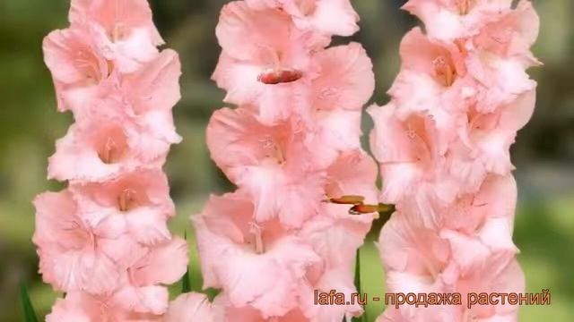 Гладиолус крупноцветковый Чимароза (gladiolus) ? обзор: как сажать, рассада гладиолуса Чимароза смотреть онлайн