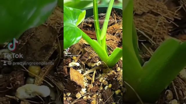 Philodendron domesticum variegata 🥰 смотреть онлайн