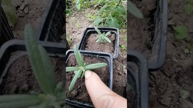 розмарин смотреть онлайн