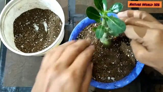 Adenium seeling 8 month old (Repotting) смотреть онлайн