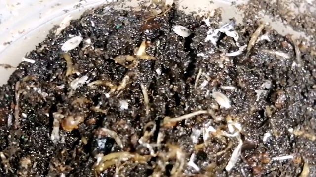 Белые тропические мокрицы Trichorhina tomentosa. #МуравьиЯрославль смотреть онлайн