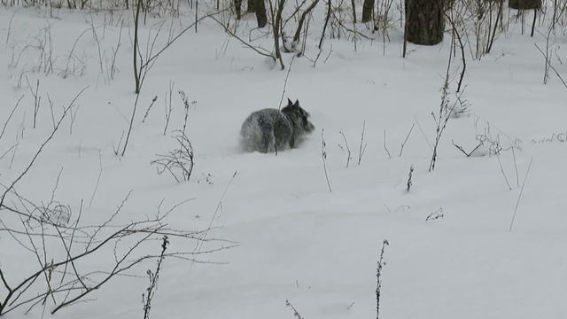 в зимнем лесу