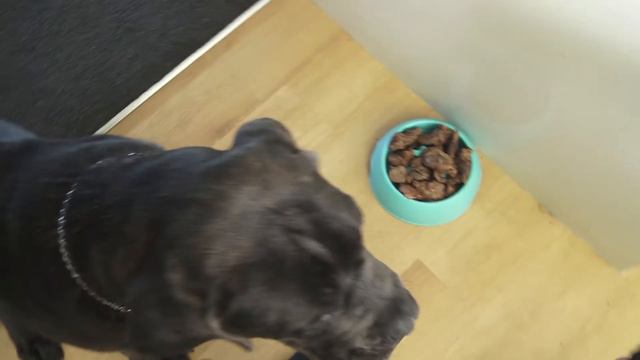 False Pregnancy Dog Lost Her Appetite смотреть онлайн
