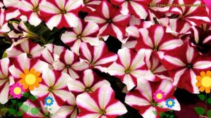 Петуния гибридная крупноцветковая изи вейв бургунди стар. Обзор petunia Easy Wave Burgundy Star