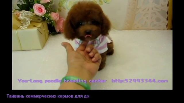 Чашка пудель 792   Крошечный Той пудель Teacup пудель Карманный чашка пудель