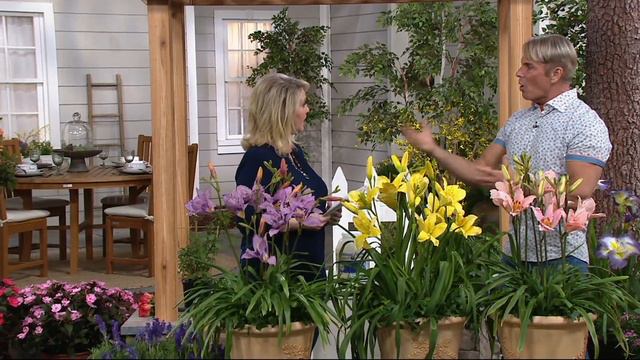 Cottage Farms 3-Piece Elegant Encore Daylily Collection on QVC смотреть онлайн