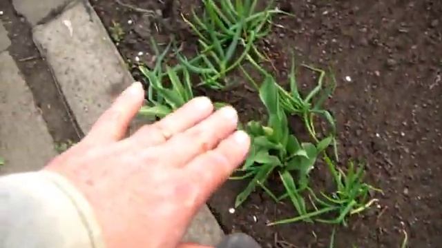 ПОДСЕВАЕМ АПРЕЛЬСКИЙ ЛУК, Сеем лук Батун смотреть онлайн