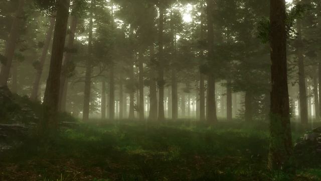 Forest Sounds | Woodland Ambience, Bird Song смотреть онлайн