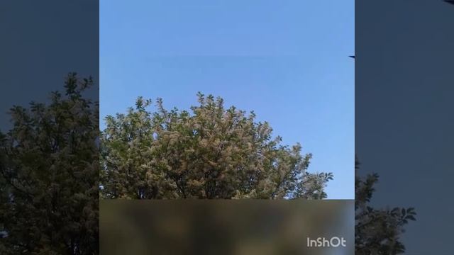 Стихотворение о главном " Обнявшись с жизнью..." смотреть онлайн