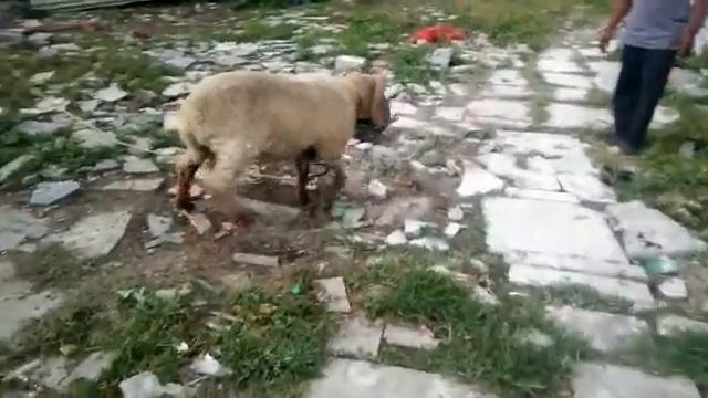 Fighter sheep смотреть онлайн