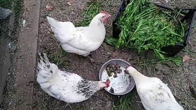 Куры несушки, яйценоскость перепелок во время линьки, цыплята ????⛈️ смотреть онлайн