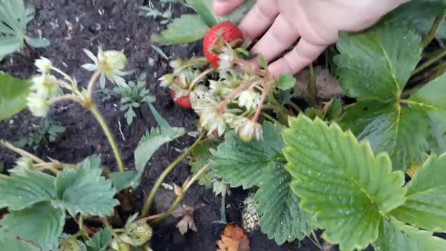 Ремонтантная клубника Флорентина плодоношение в ящиках смотреть онлайн