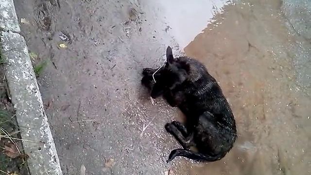 бешеная собака смотреть онлайн