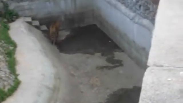 Тигр в киевском зоопарке смотреть онлайн