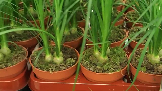 Beaucarnea recurvata mini смотреть онлайн