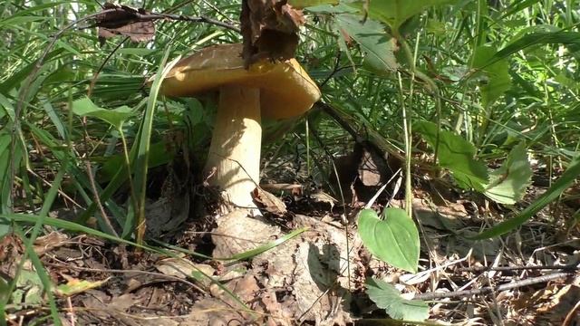 Лес полный грибов. смотреть онлайн